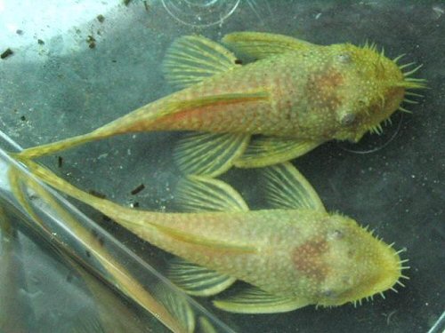 Ancistrus sp. 'albino' = pair