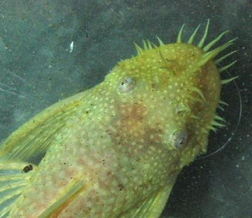 Ancistrus sp. 'albino' = male-dorsal head view