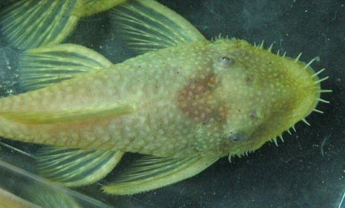 Ancistrus sp. 'albino' = female-dorsal head view