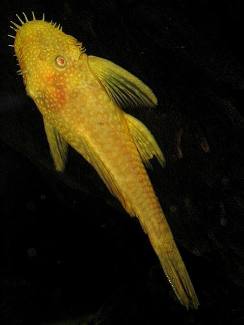 Ancistrus sp. 'albino' = female