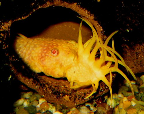 Ancistrus sp. 'albino' = male