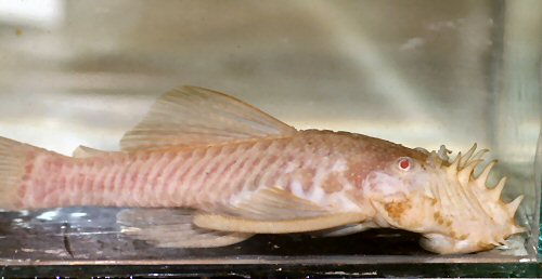 Ancistrus sp. 'albino' - male