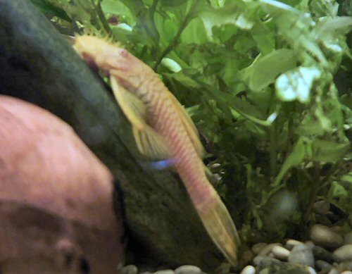 Ancistrus sp. 'albino' = Male