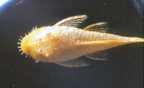 Ancistrus sp. 'albino' = Female head view