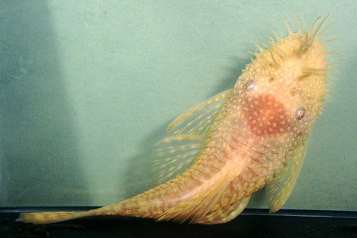 Ancistrus sp. 'albino' = Male