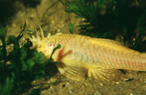 Ancistrus sp. 'albino' = Male