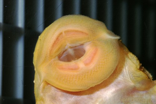 Ancistrus sp. 'albino' = Mouth structure, female