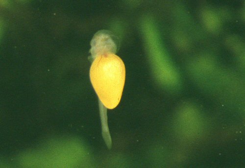 Ancistrus sp. 'albino' = Fry with yolk sac