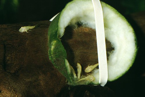 Ancistrus sp. 'albino' = Young feeding on cucumber