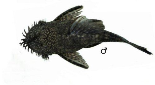 Ancistrus brevipinnis = male