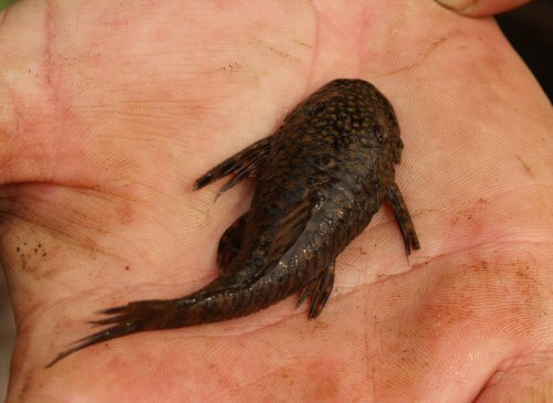 Ancistrus brevipinnis = Rio Turvo, Rio Grande do Sul, Brasil