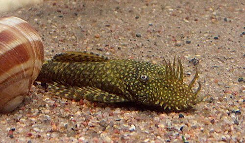 Ancistrus cf. cirrhosus = male