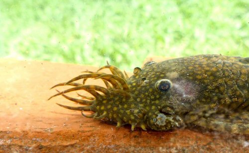 Ancistrus cirrhosus - male head view