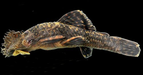 Ancistrus clementinae