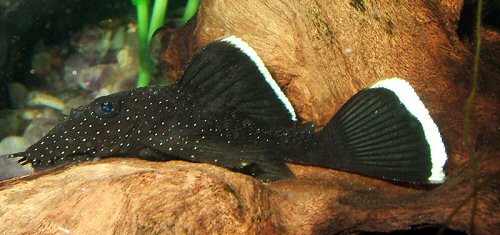 Ancistrus dolichopterus = sub-adult