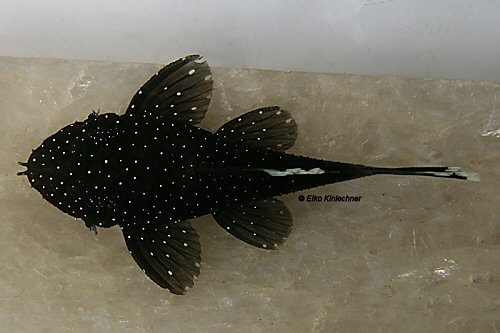 Ancistrus dolichopterus = dorsal view