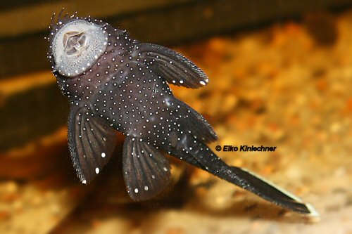 Ancistrus dolichopterus = ventral view