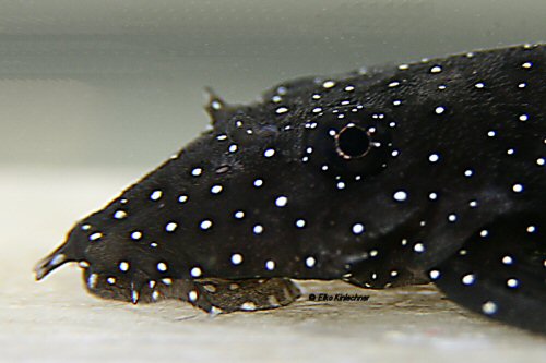 Ancistrus dolichopterus = head view