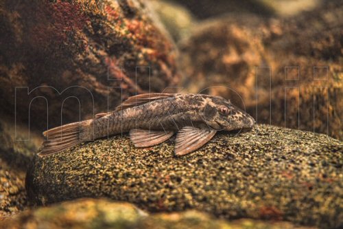 Ancistrus gymnorhynchus