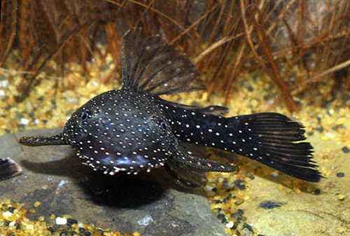 Ancistrus hoplogenys = head view