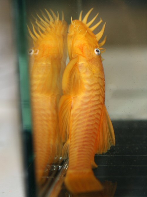 Ancistrus sp. (L144) = male