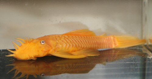 Ancistrus sp. (L144) = male