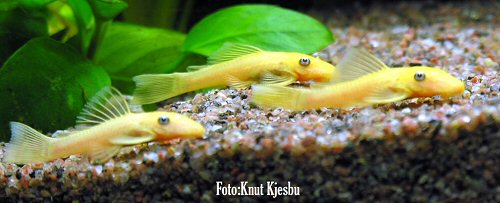 Ancistrus sp. (L144) = 2 months old