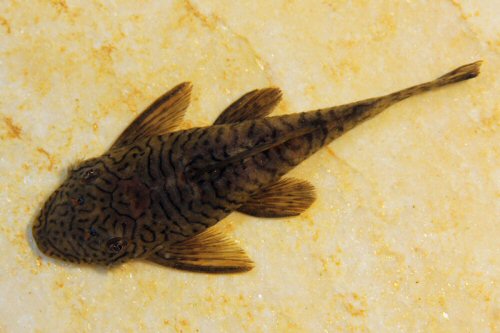 Ancistrus luzia = dorsal view