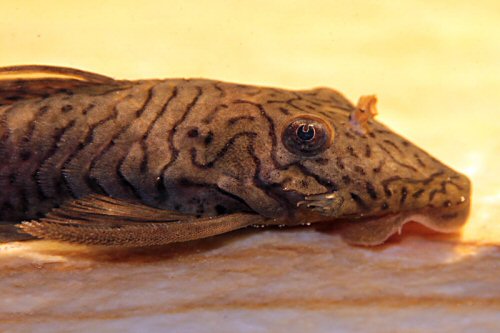 Ancistrus luzia = head view