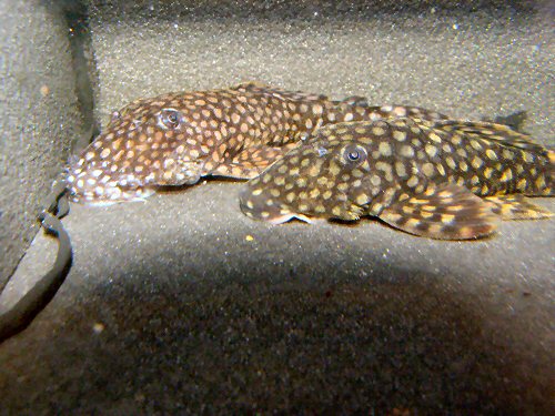 Ancistrus sp. (L309) = pair - female on right