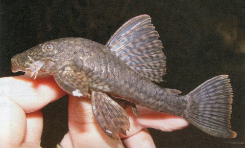 Ancistrus leucostictus