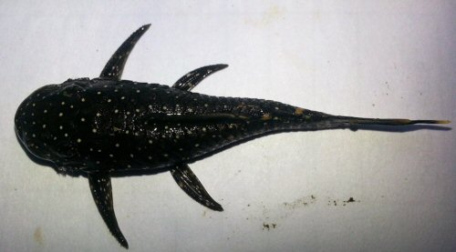 Ancistrus lithurgicus