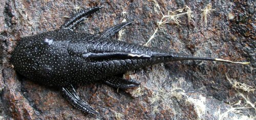 Ancistrus lithurgicus = dorsal view