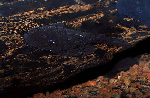 Ancistrus macrophthalmus