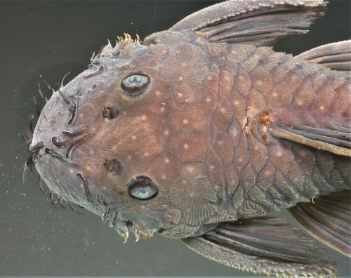 Ancistrus macrophthalmus = Dorsal head view - from Caroni River, Venezuela.