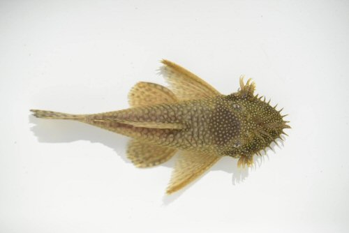 Ancistrus martini = dorsal view