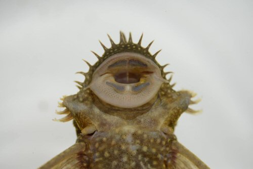 Ancistrus martini = Showing mouth structure