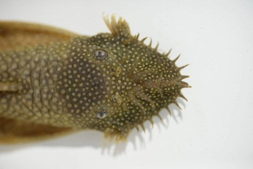 Ancistrus martini = Dorsal head view