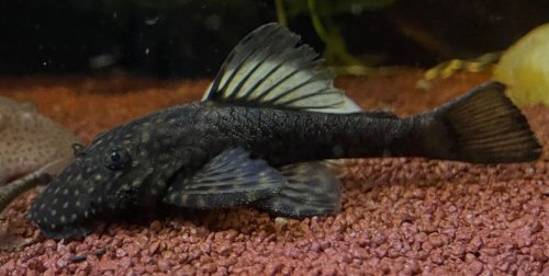 Ancistrus megacanthus = in aquarium