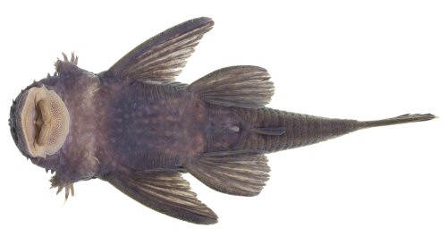 Ancistrus megacanthus = Ventral view-Holotype-Brazil, Rio Grande do Sul, São Gabriel, Rio Vacacaí on road RS-630, tributary to Rio Jacuí, laguna dos Patos system