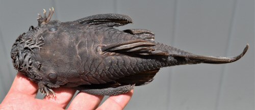 Ancistrus nudiceps = dorsal view