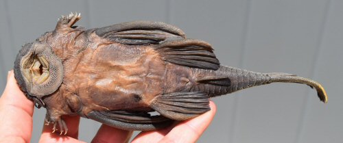 Ancistrus nudiceps = ventral view