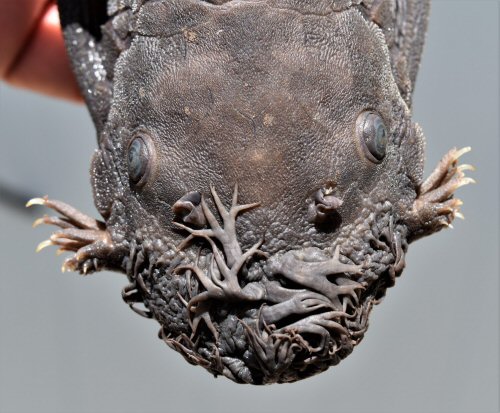 Ancistrus nudiceps = head view