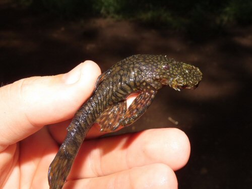 Ancistrus pirareta = Cerro Leon, Melgarejo, Paraguay