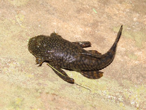 Ancistrus pirareta = Dorsal view-Cerro Leon, Melgarejo, Paraguay