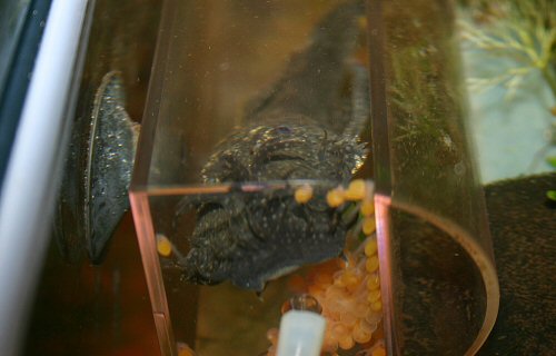 Ancistrus punctatus = Male Ancistrus fanning newly hatched fry inside an old Bioplast plastic CO2