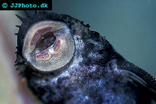 Ancistrus ranunculus - mouth view