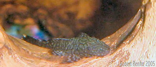 Ancistrus cf. cirrhosus = juvenile