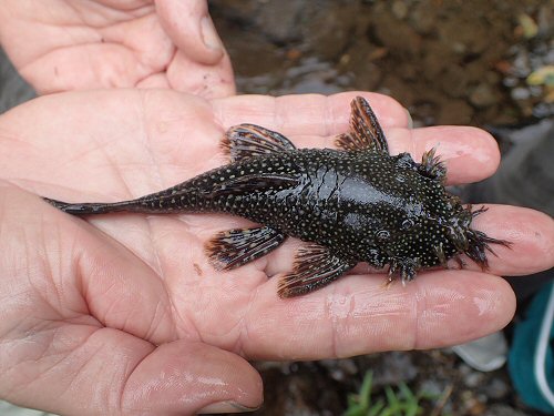 Ancistrus sp. "Gold Spot" = dorsal view