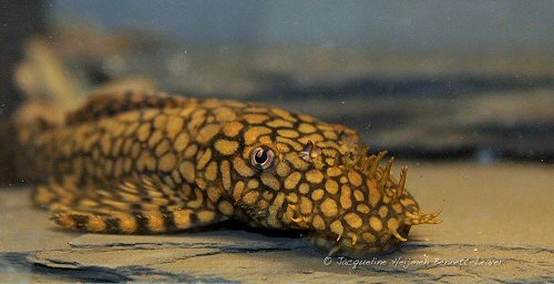 Ancistrus sp. "Honeycomb" = head view